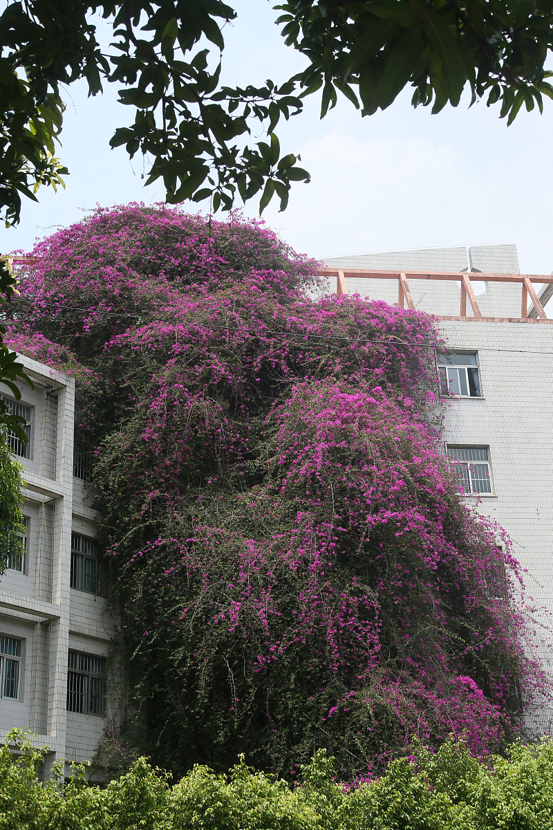 广西科技大学鹿山学院交通运输专业（汽车营销方向）就业前景好？