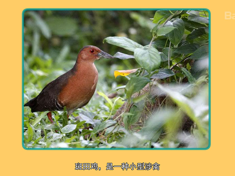 斑田鸡:是一种小型涉禽