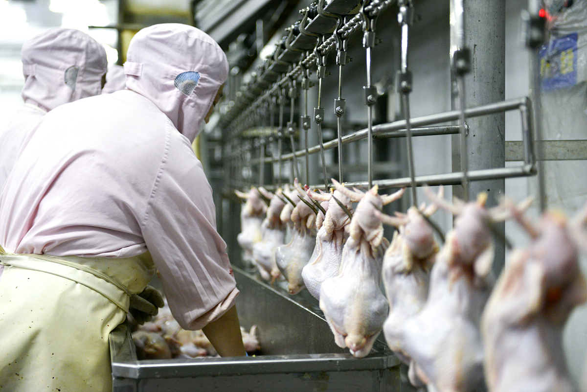DY肉鸡公司：提升加工过程标准化，实现可持续发展