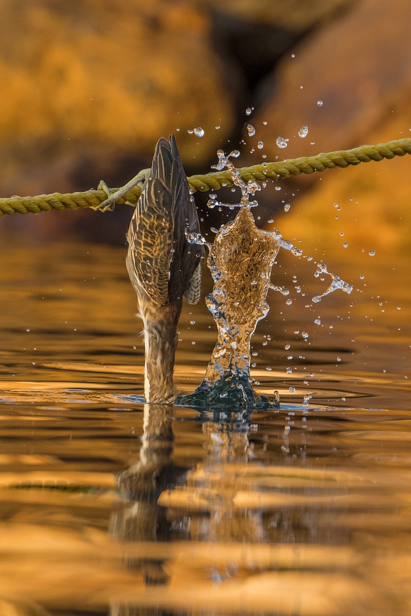 沈阳市信息工程学校2022年咨询网站多少？