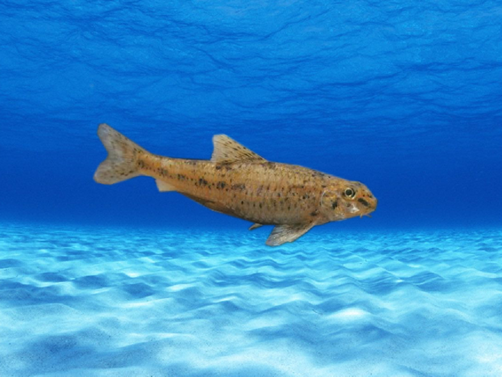 原来辽宁棒花鱼长这样