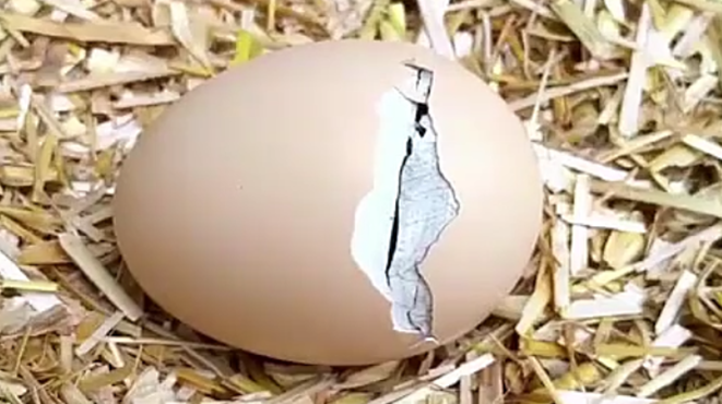 小鸡从鸡蛋壳出来的那一瞬间,相信很多人一辈子都没有见过吧!