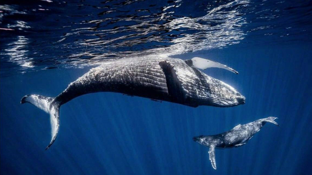 有一种化学反应叫“鲸爆”,鲸鱼死亡后,千万别去剖开它的肚子
