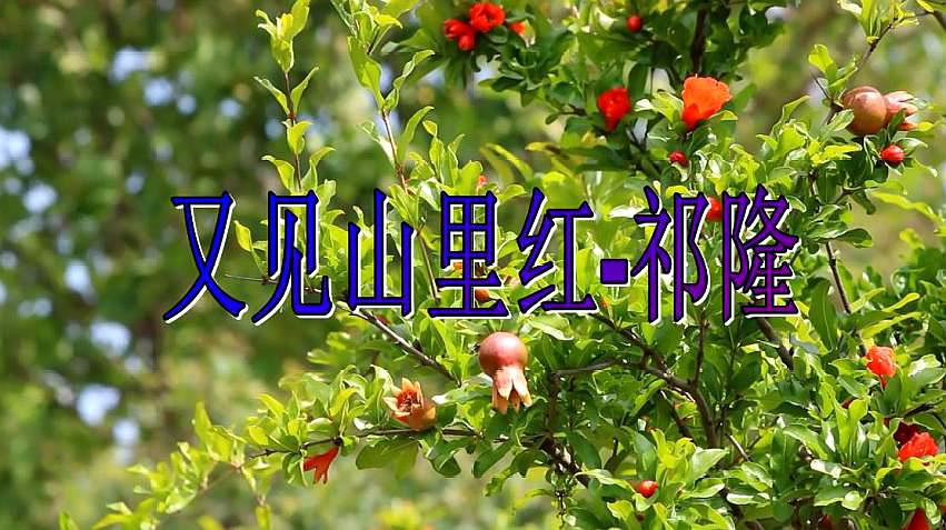 [图]经典歌曲,祁隆一曲《又见山里红》悠扬的旋律,越听越好听