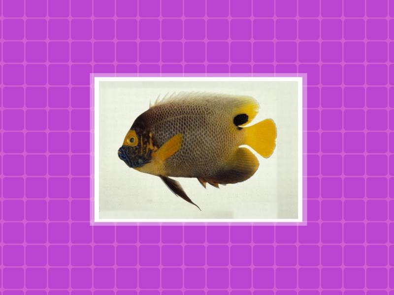 原来黄颅刺盖鱼长这样