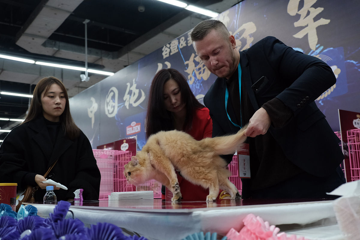 把以下内容降重：对系统建设和管理的状况进行等级测评依据《信息系统安全等级保护基本要求》、《信息系统安全等级保护测评准则》在对信息系统进行安全几乎和安全管理的安全控制测评及系统整体测评结果的基础上针对不同等级的信息系统遵循的不同标准进行综合系统安全测评评审后确定由等级保护测评机构给予相应的系统安全等级评审意见。