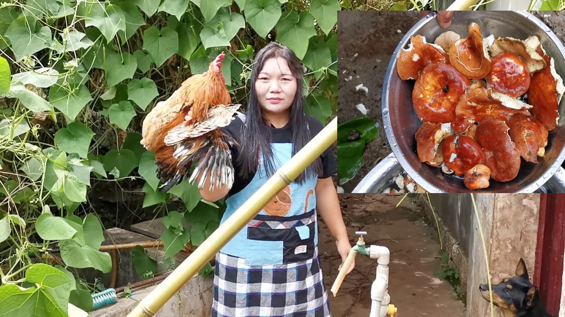 有靓仔要来,农村姑娘杀只大公鸡,配上野生菌,吃起来美滋滋!