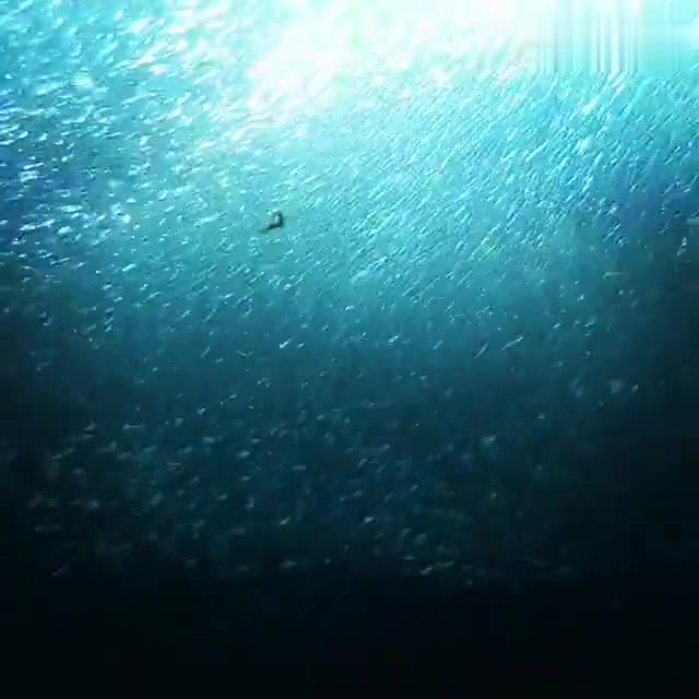 沙丁鱼风暴名副其实