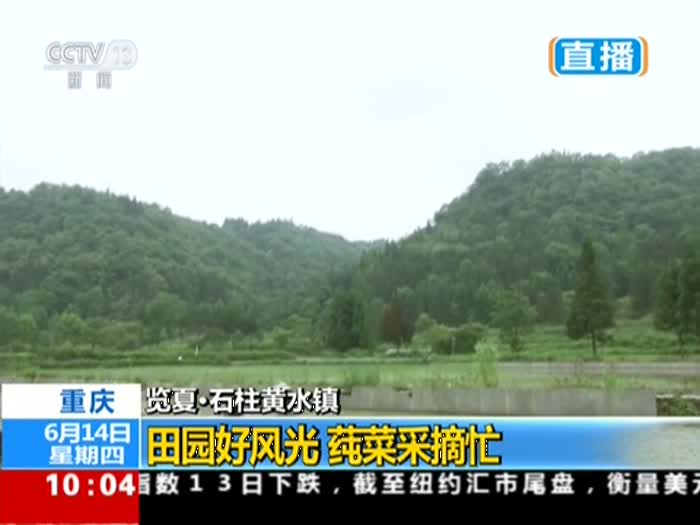重庆:览夏·石柱黄水镇——田园好风光  莼菜采摘忙