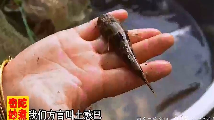 当地特有的沙塘鳢,长得不好看却很好吃,乡村姑娘这就教你怎么做