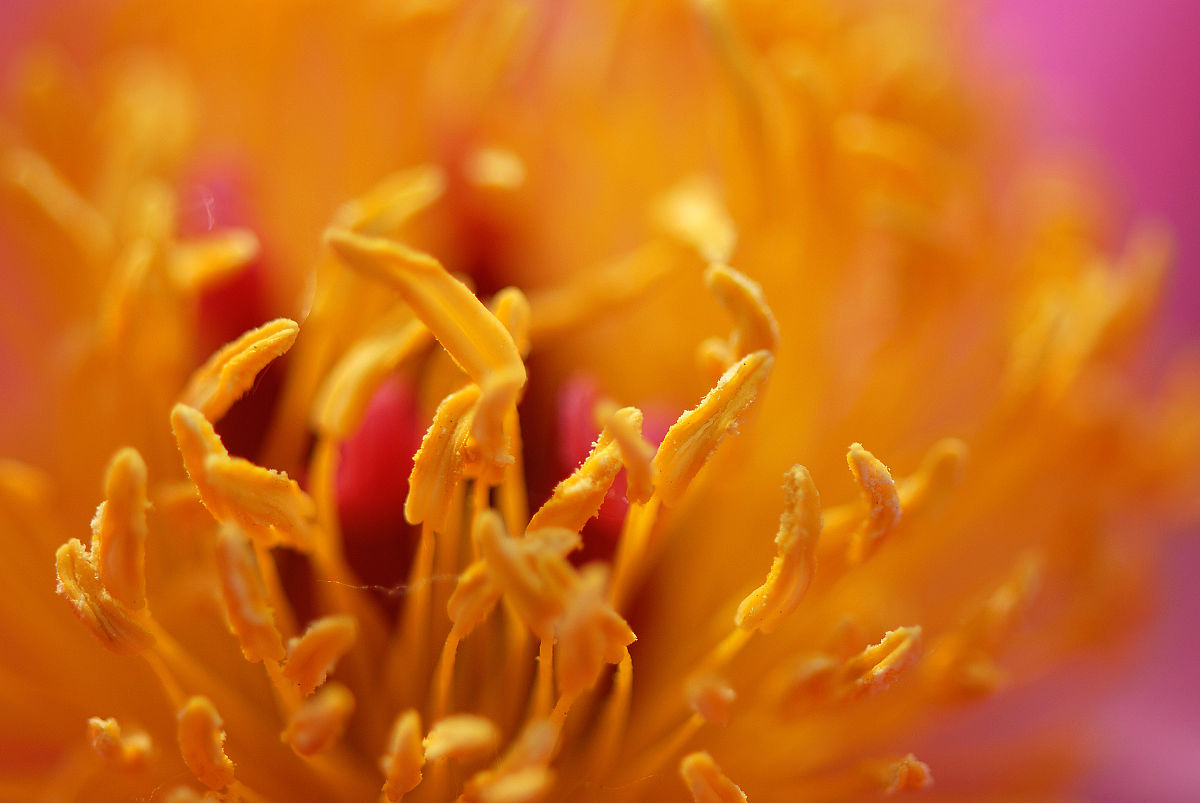 芍药醒花需要泡花头吗？| 延长芍药花期的小技巧