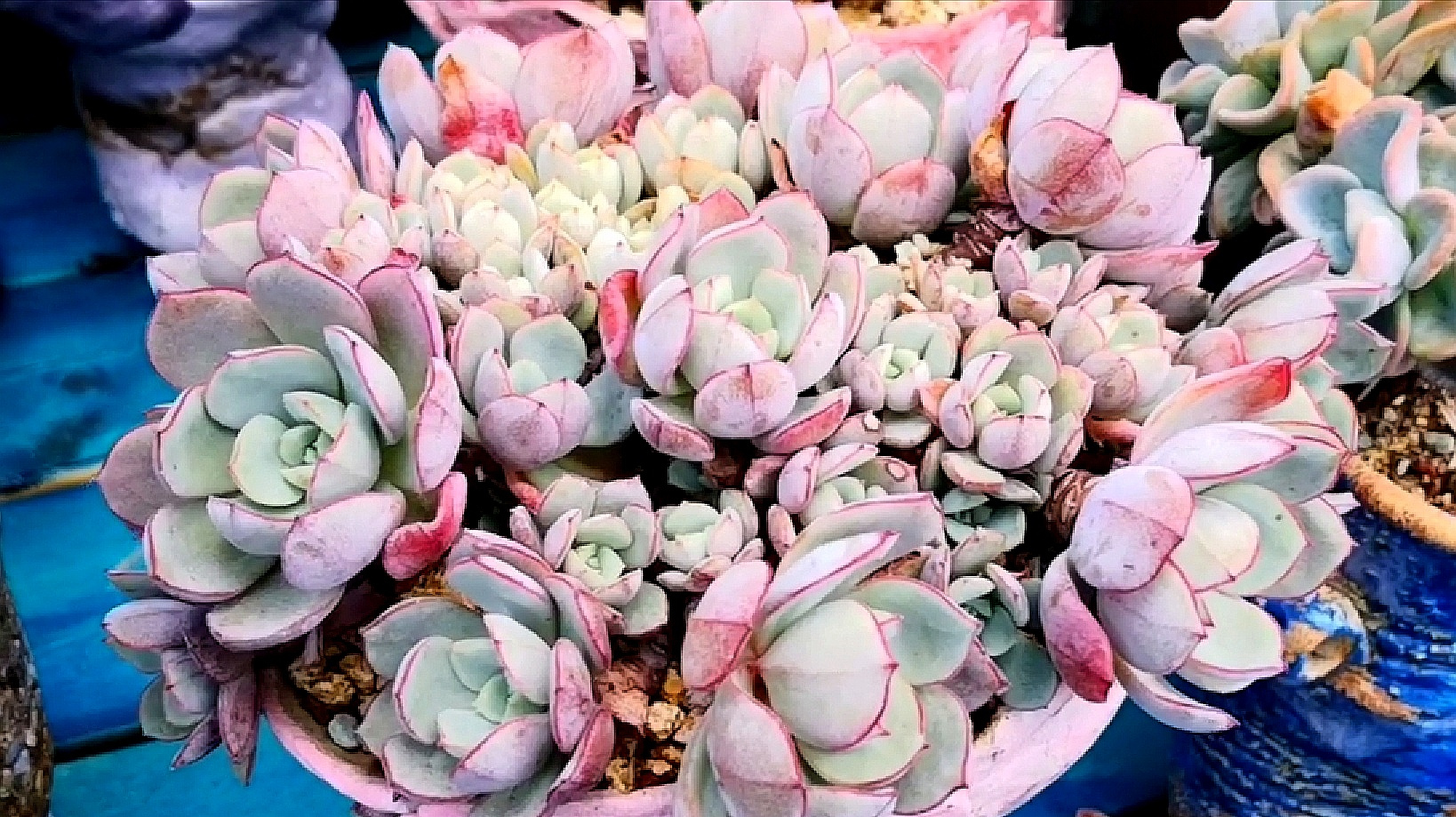 颜色丰富多彩的凌波仙子,满满的一盆超好看!