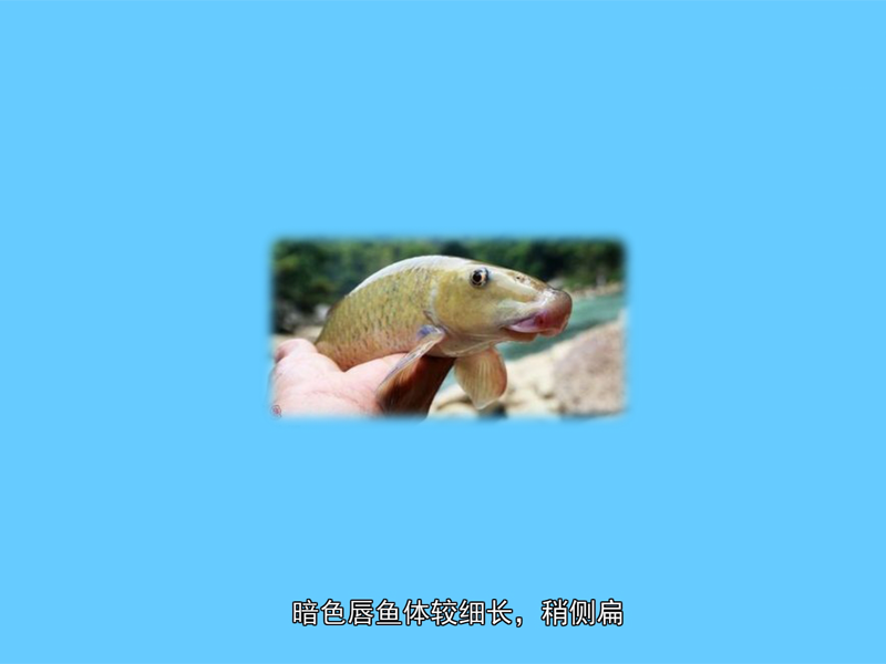 暗色唇鱼:属于鱼类 硬骨鱼纲 鲤形目 鲤科 唇鲮属