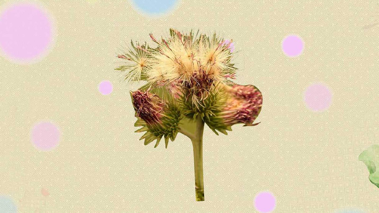 原来飞廉长这样