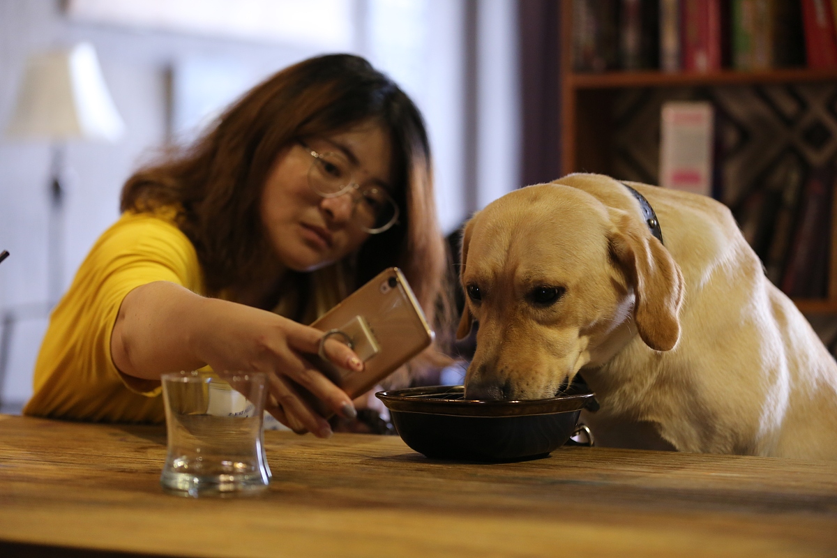 布偶动物的餐厅手游更新日志
