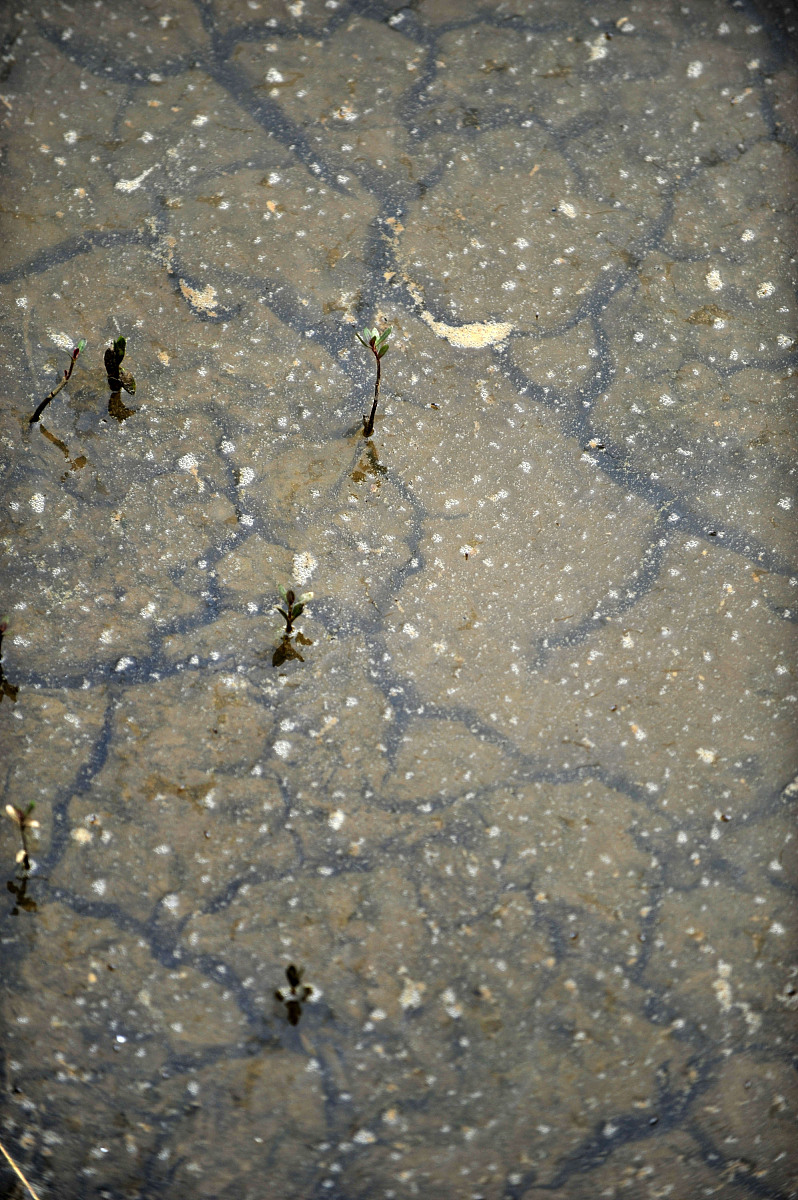 (湖北媒体严禁下载)  ***_***2011年5月25日,湖北省武汉市黄陂区姜店