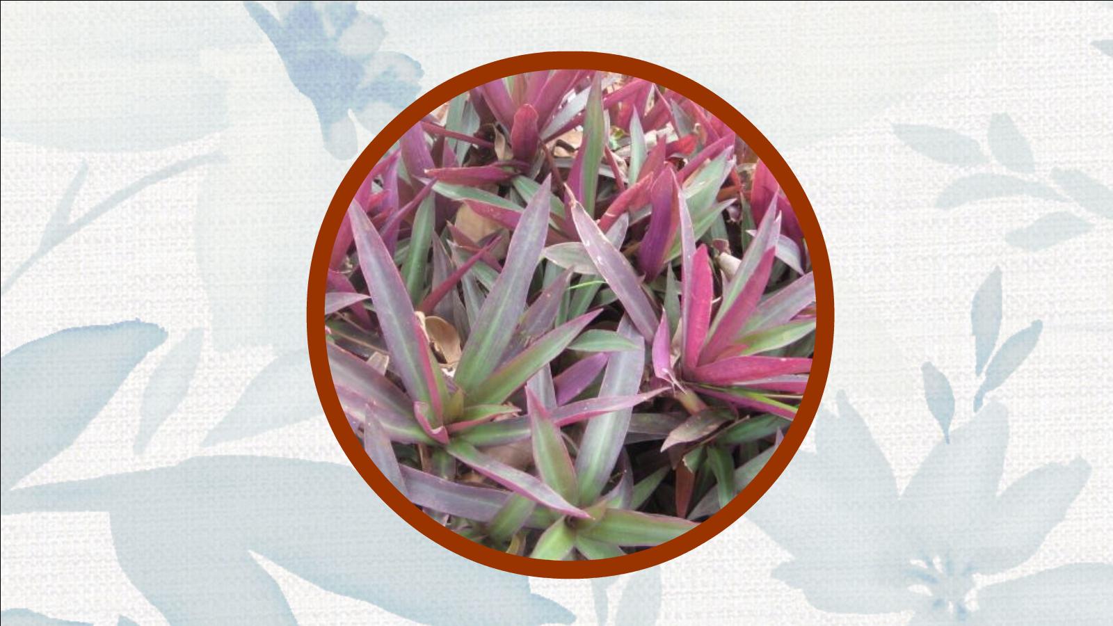 原来长这样鸭跖草