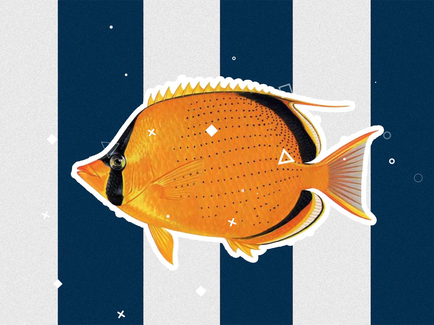 原来细点蝴蝶鱼长这样