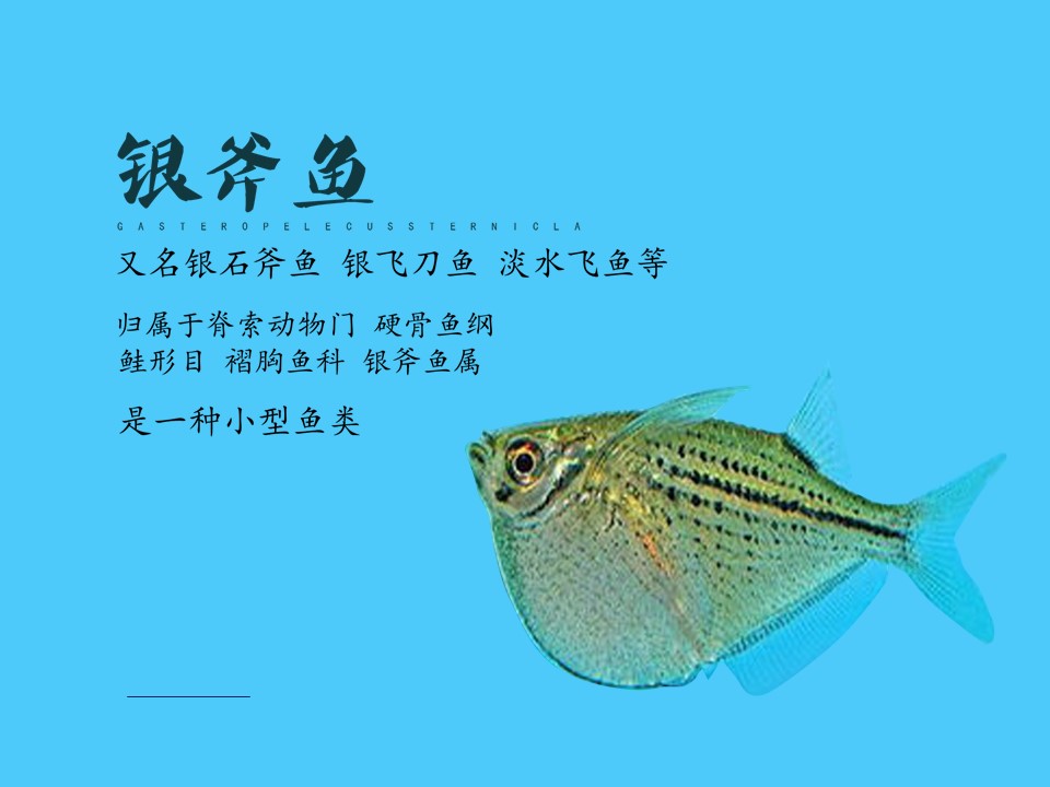 银斧鱼:淡水热带观赏鱼