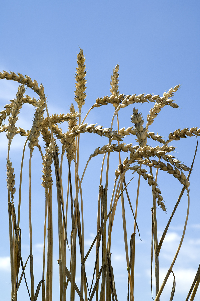 Wheat Production and Water Scarcity: A Critical Assessment
