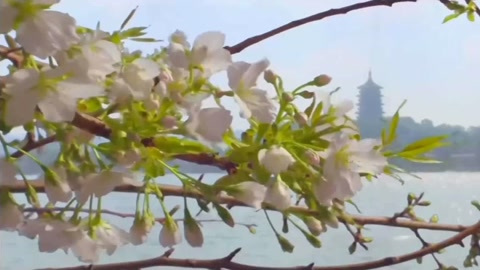 [图]轻音乐 With An Orchid 「和兰花在一起」 秀美中国