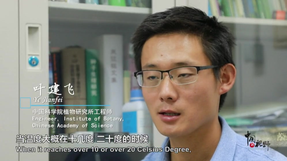 曾经的功臣如今的公敌 杨柳如何“有絮不成灾”