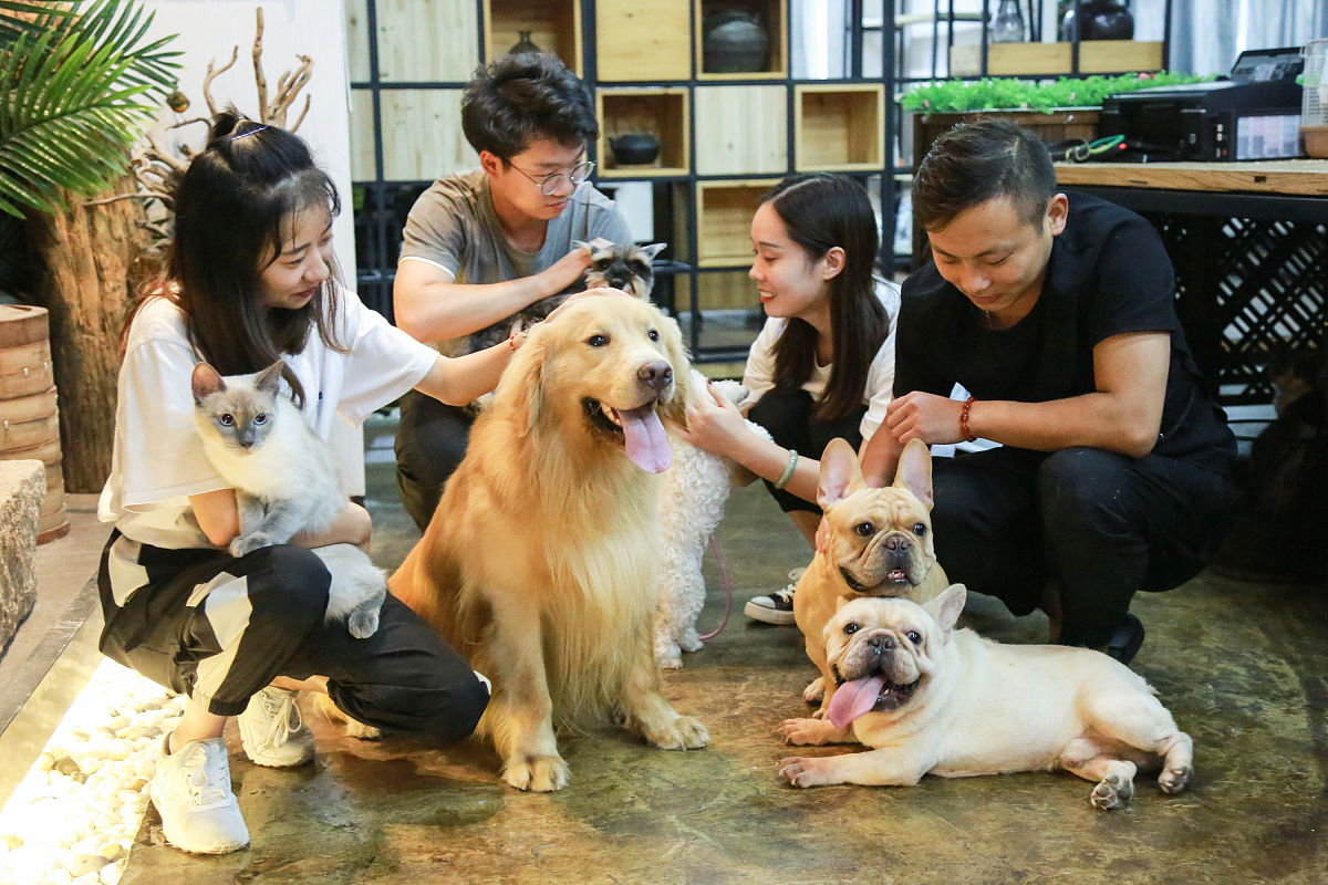 写20条关于宠物方面的文章长标题