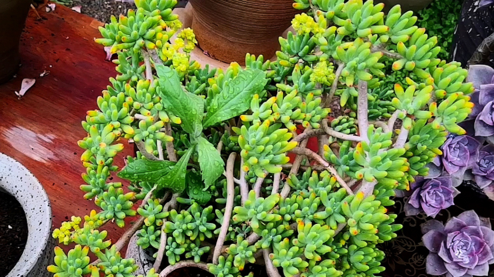 木质化的八千代老桩群,就喜欢这种盆景式的群生多肉!