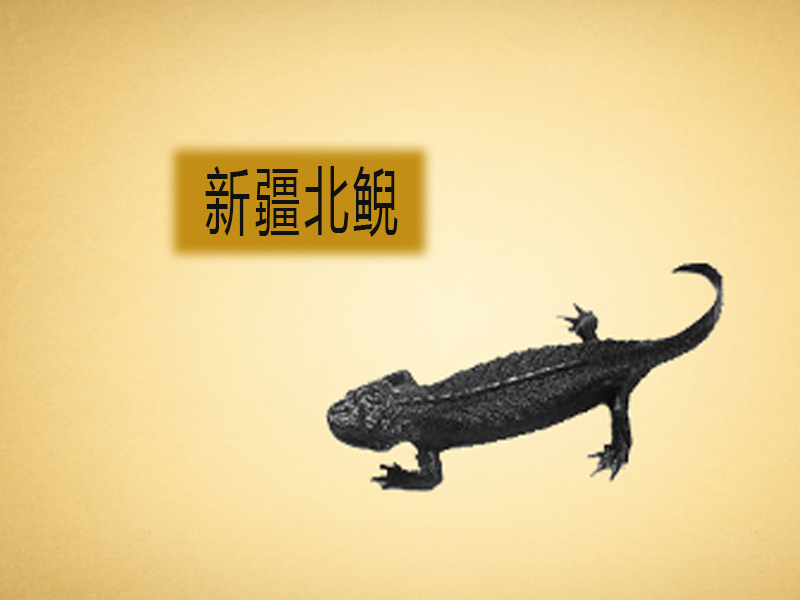 新疆北鲵:俗名娃娃鱼又叫水四脚蛇