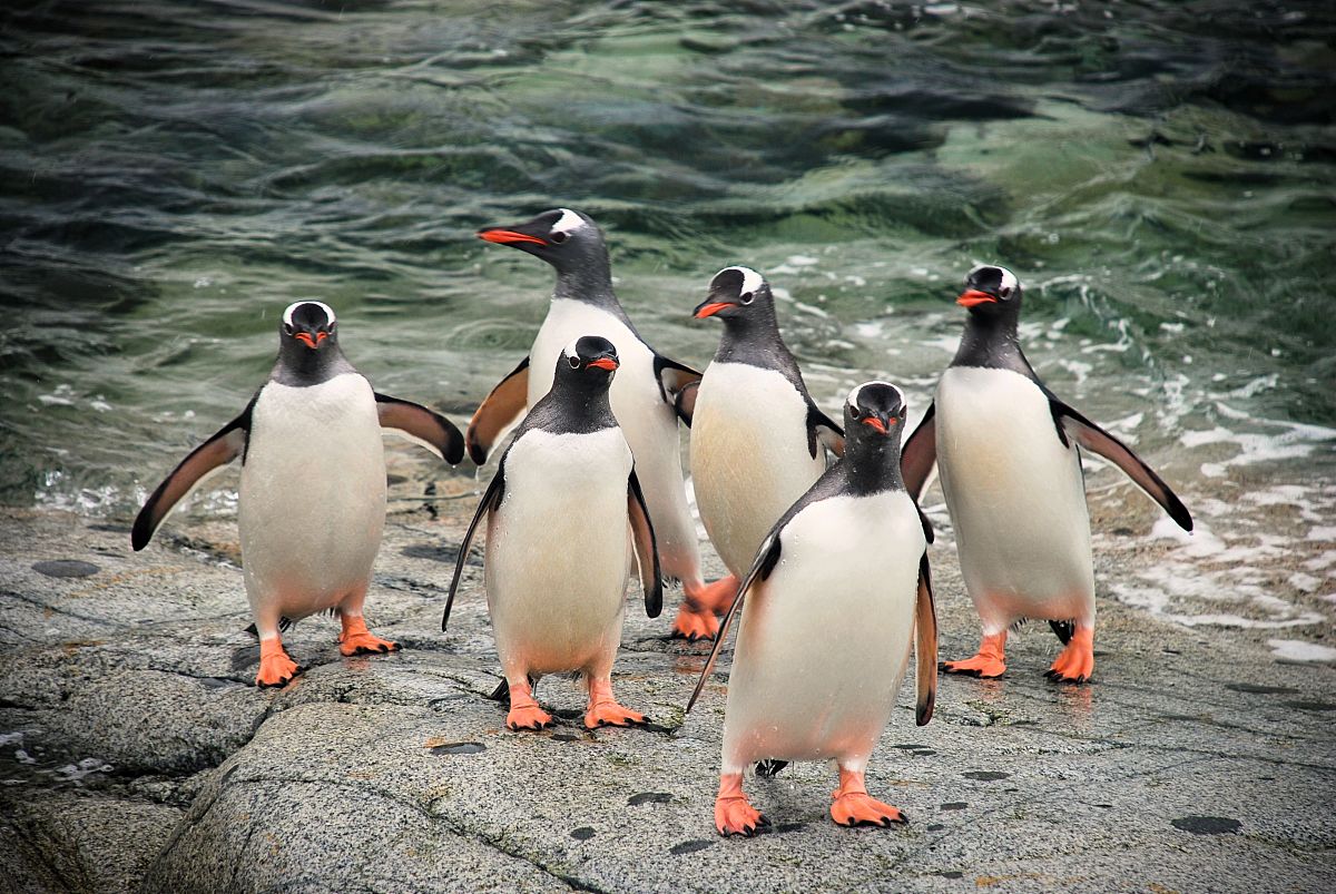 南极洲88号手游：开启你的极地冒险之旅！