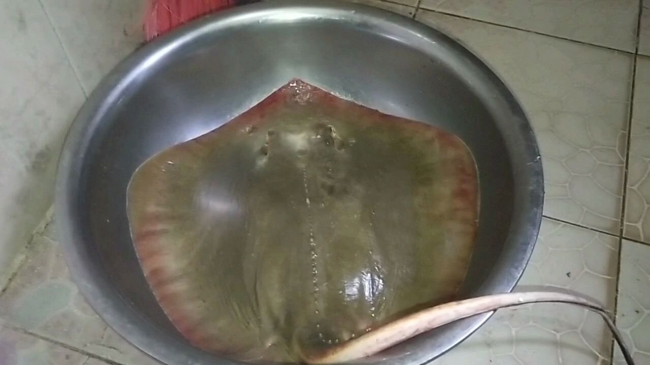 “魔鬼鱼”真的能吃吗 怎么做才好吃 一起围观小伙的手艺