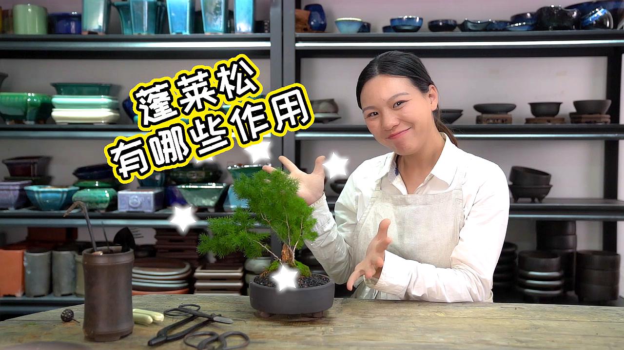 [图]一树多用，小小的蓬莱松有这么多好处？