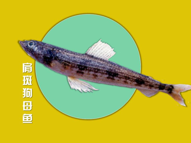 原来肩斑狗母鱼长这样