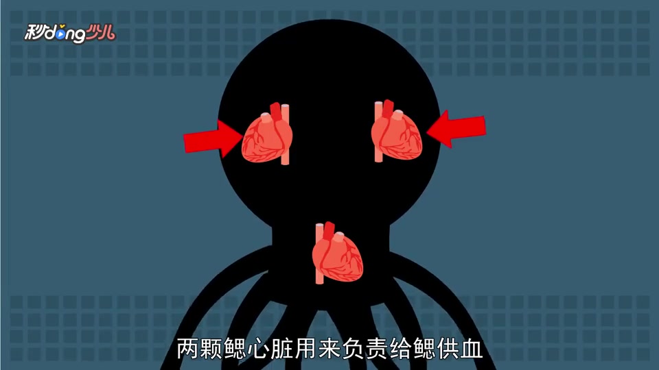 章鱼竟然有三颗心脏?