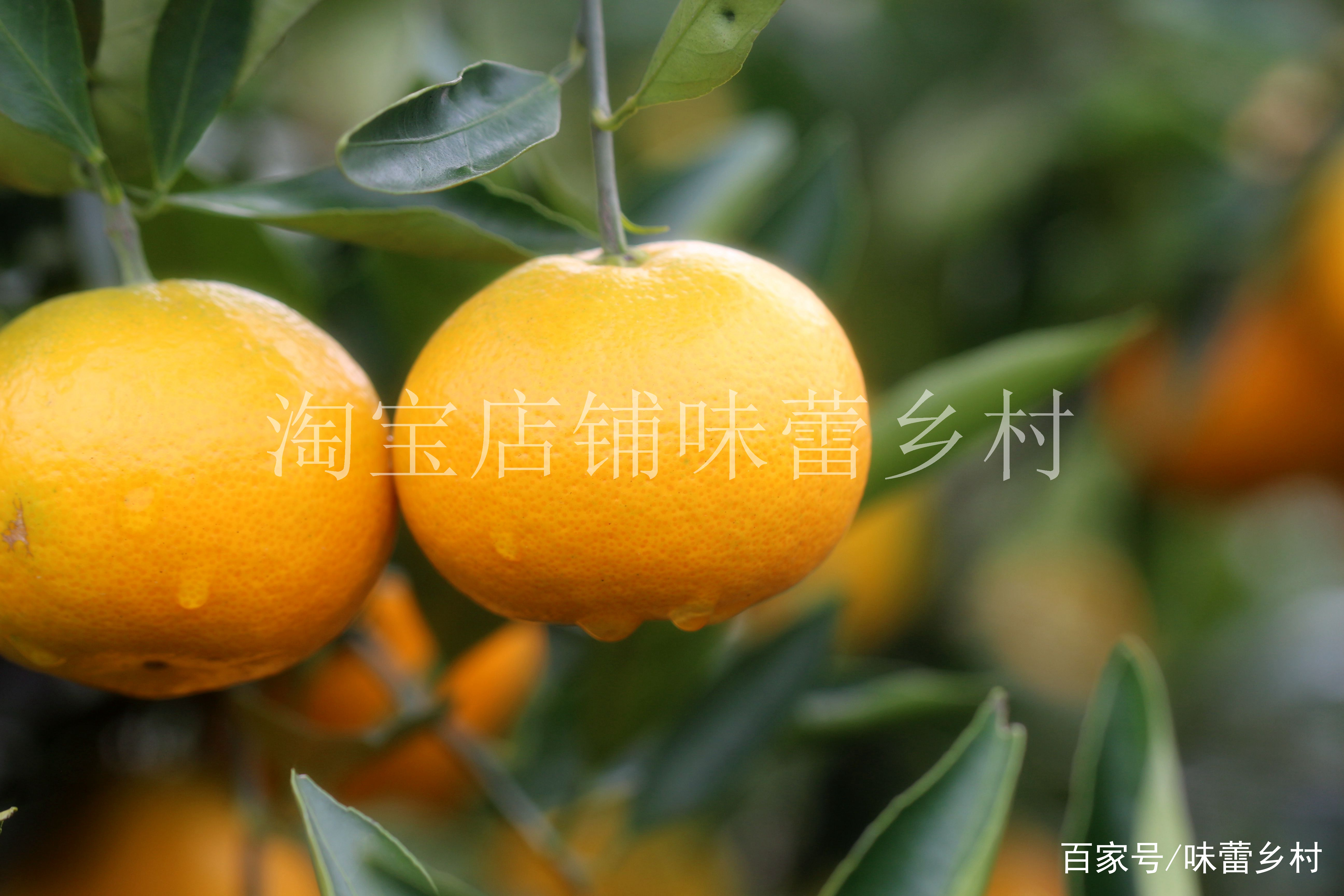 中国最好吃的橘子