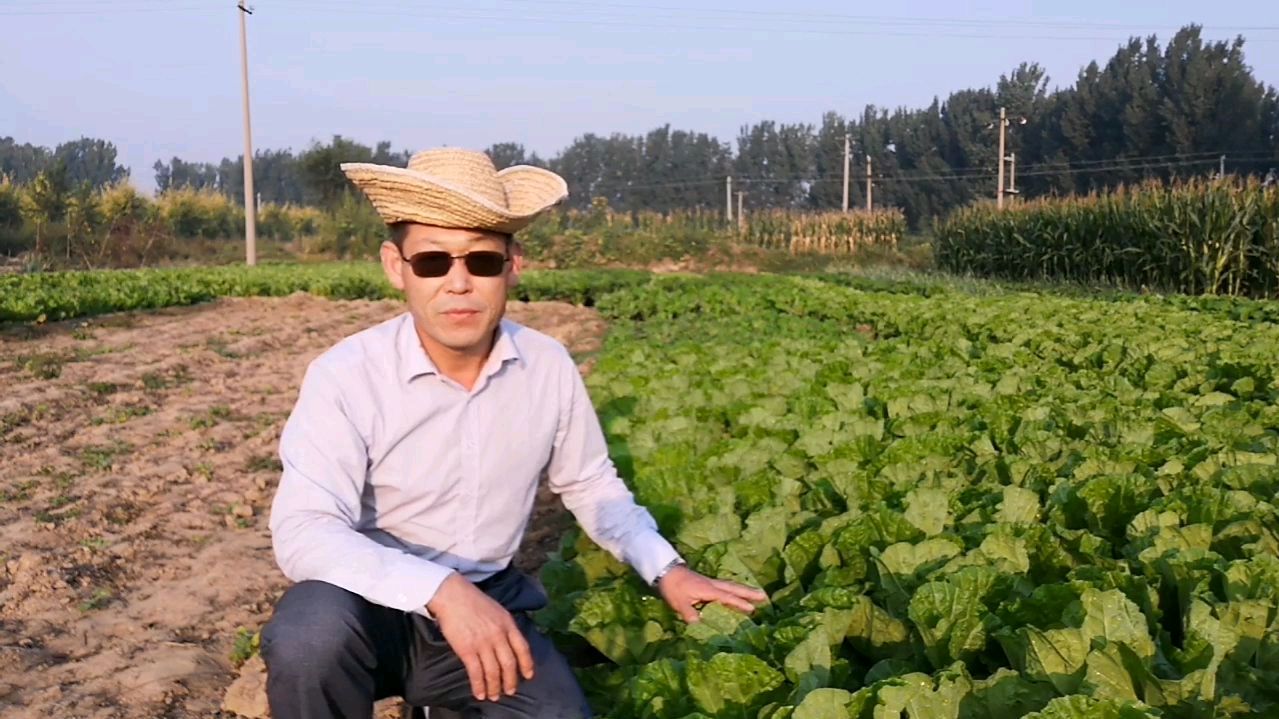农民种白菜干烧心,这样就能彻底防治
