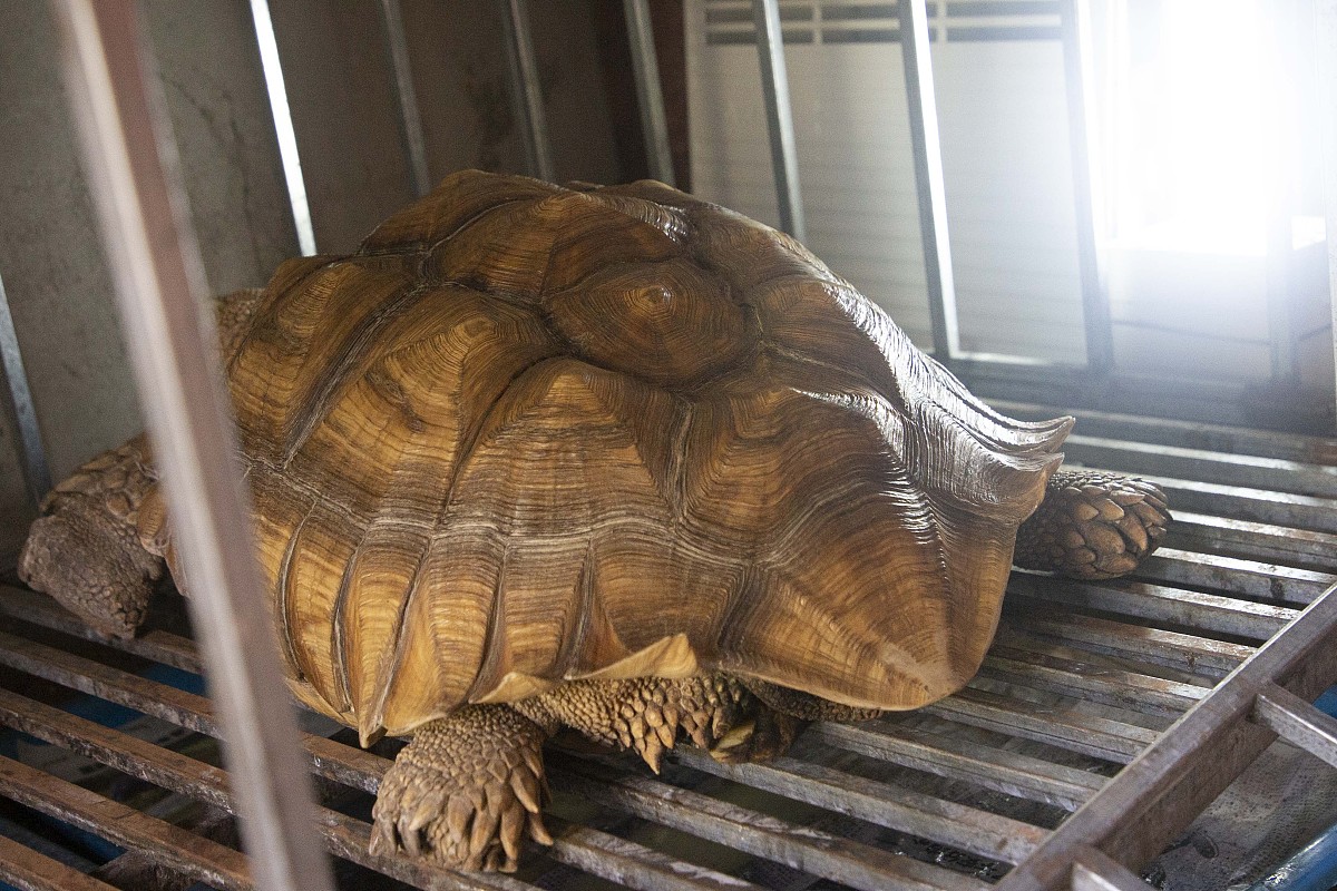 凯里市技工学校宠物养护与经营专业教学课程包含哪些