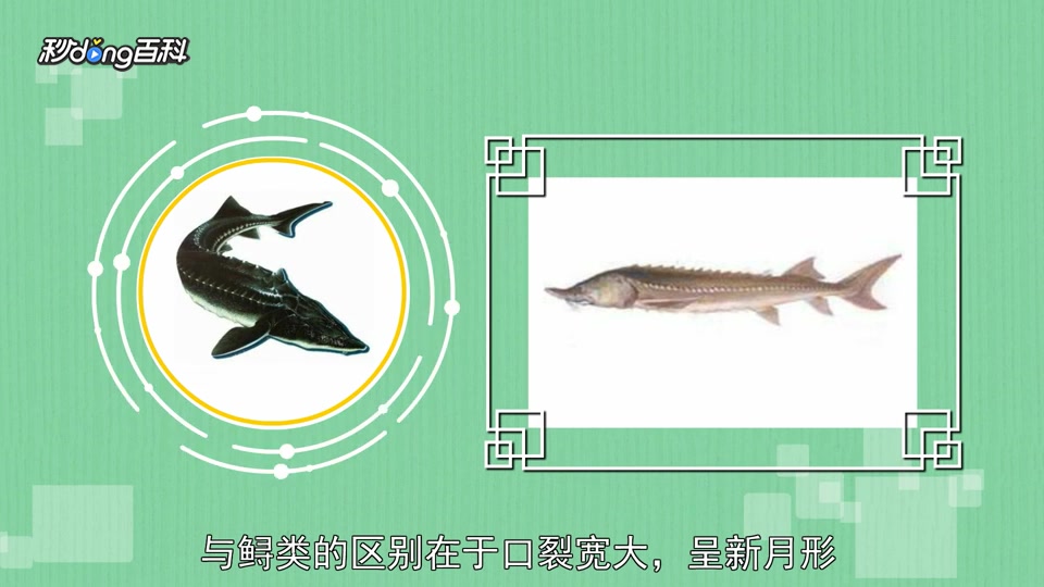 原来鳇属长这样