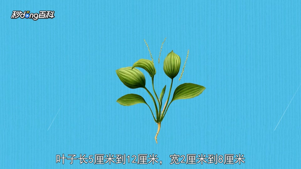 原来驴耳朵草长这样