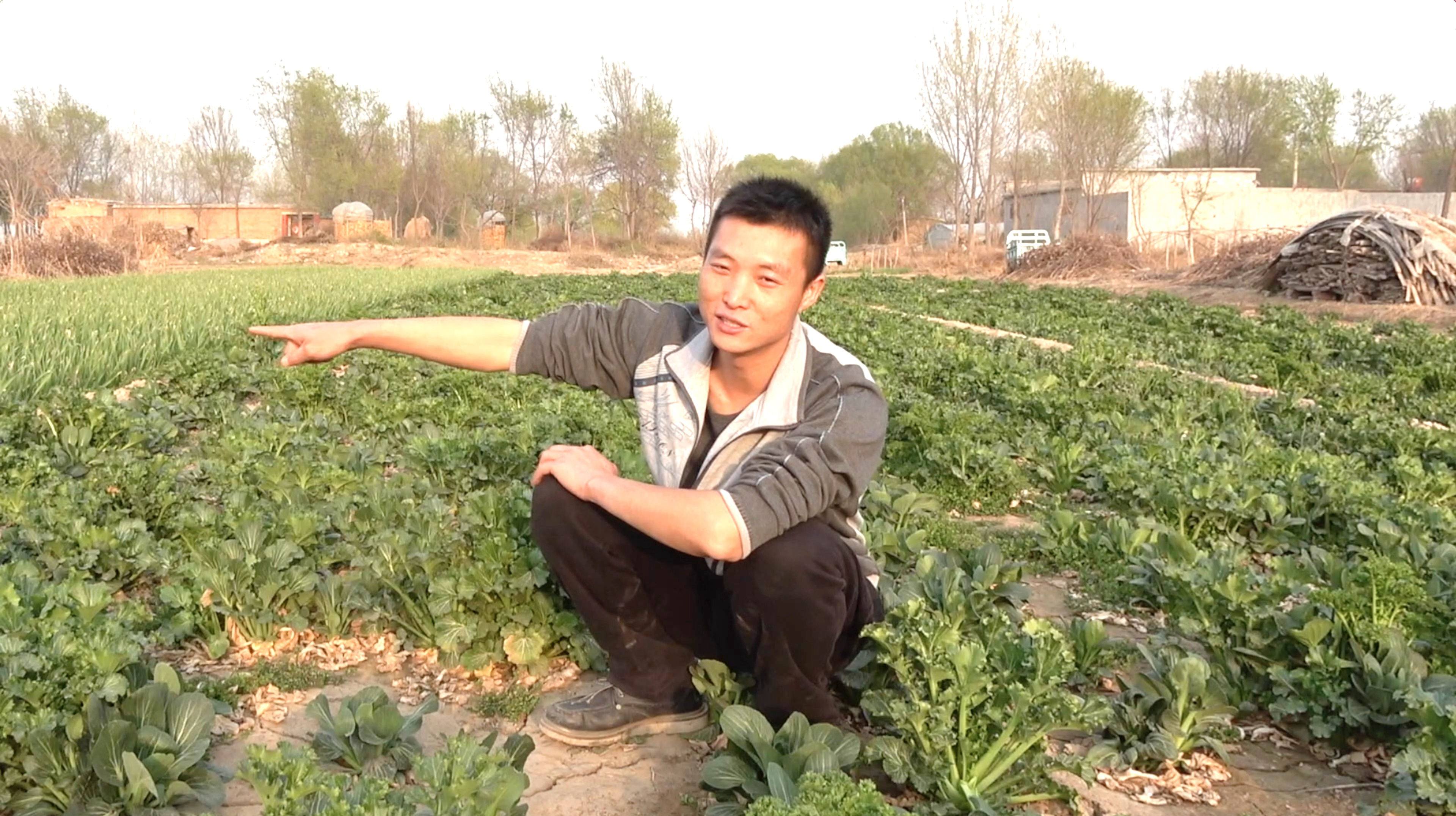 晚上8点,小兔子吃完饲料吃青菜,一瞬间油菜又被吃光!