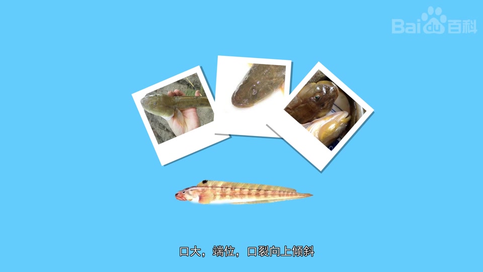 矛尾复虾虎鱼