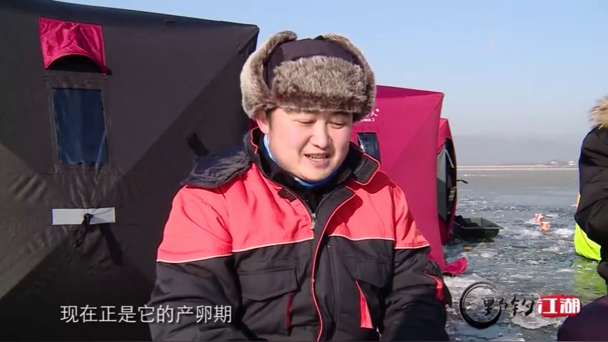 小公鱼喜爱吃鲫鱼和鲤鱼卵,在钓鱼人眼中,这种鱼为有害鱼