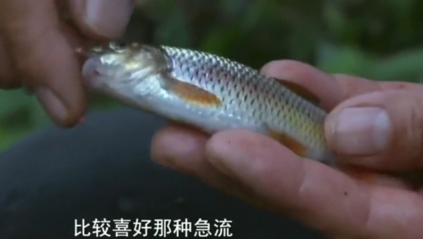 在大山中的小溪里,3位钓友接连钓获稀有的苦花鱼
