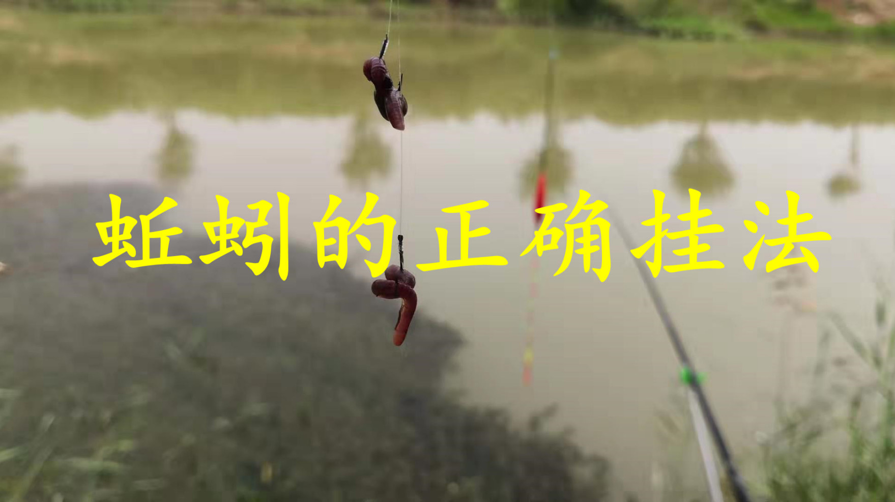 秋天野钓鲫鱼,蚯蚓钓鱼的特殊挂法,诱鱼快,上钩都是大板鲫!