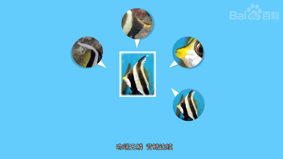 羽毛关刀鱼