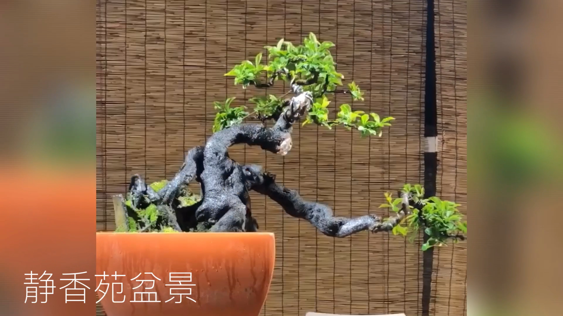 绝美造型的极品老桩金弹子盆景,端庄秀美,充满沧桑!