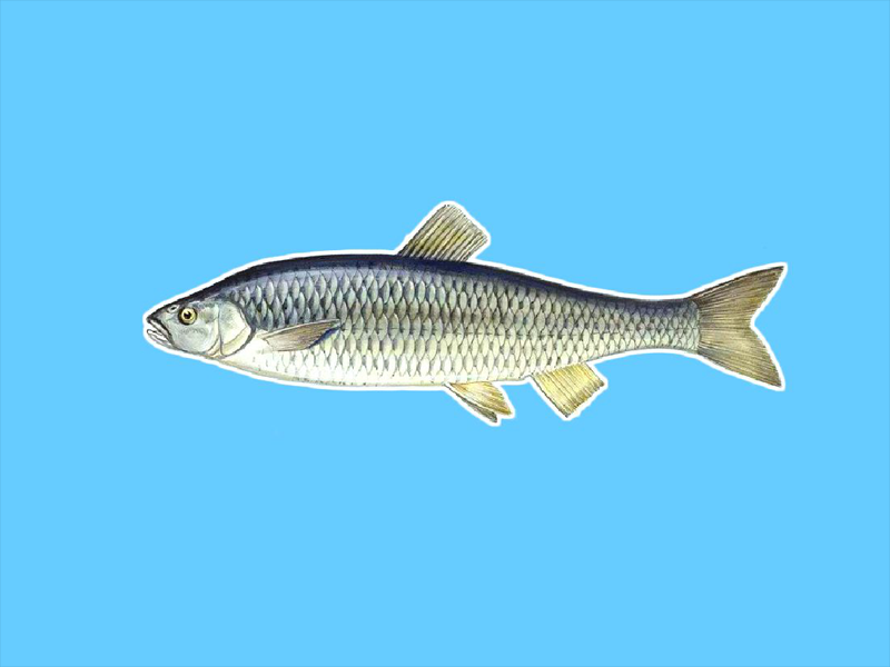 一分钟了解多鳞雅罗鱼