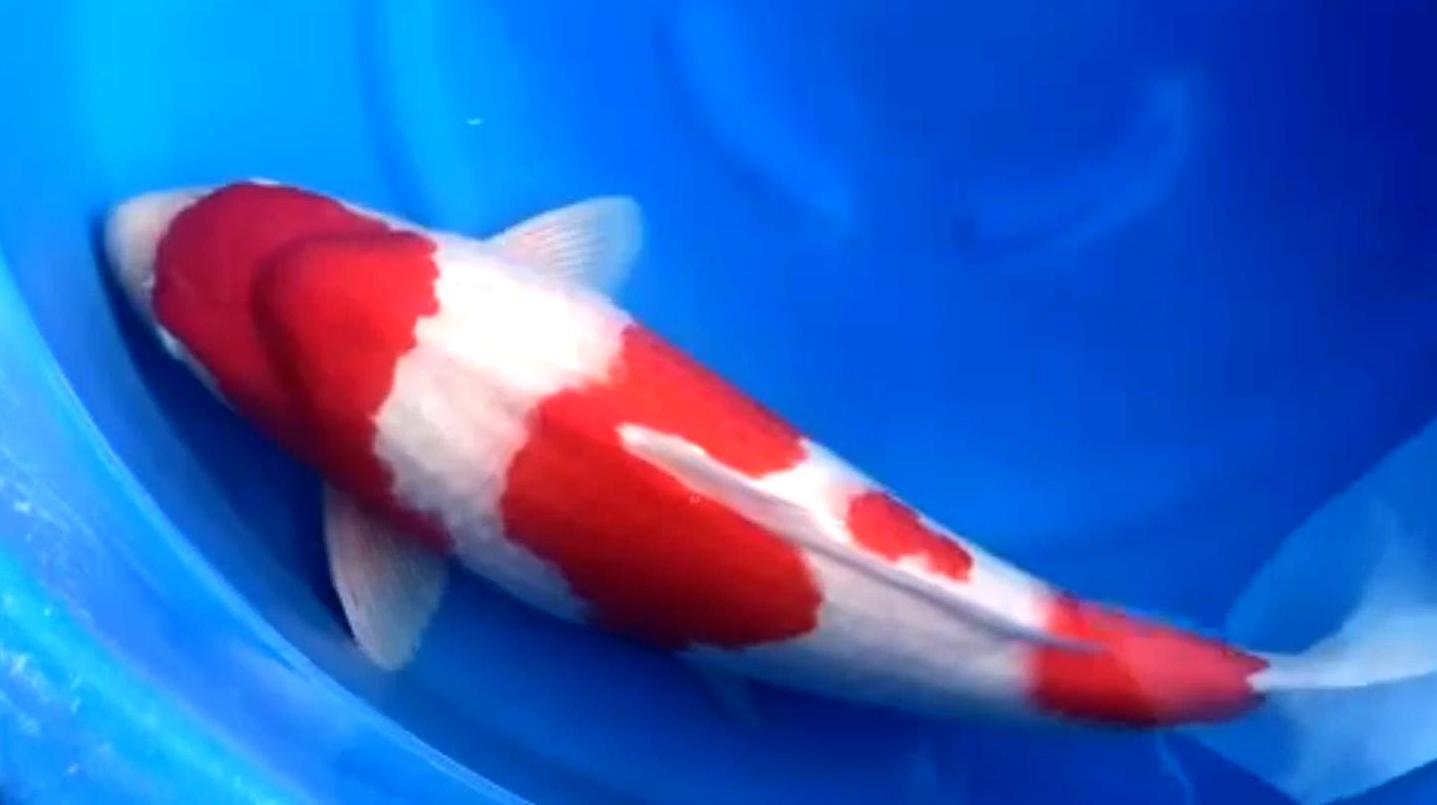 这条锦鲤是在学习罗汉鱼吗?观赏鱼头顶也有瘤子,算是精品吗?