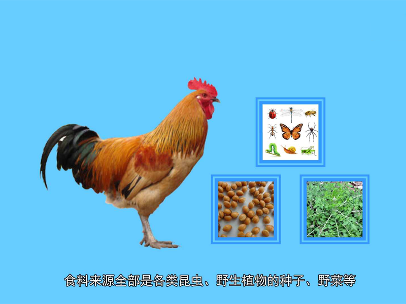 南丹瑶鸡产于深山老林中