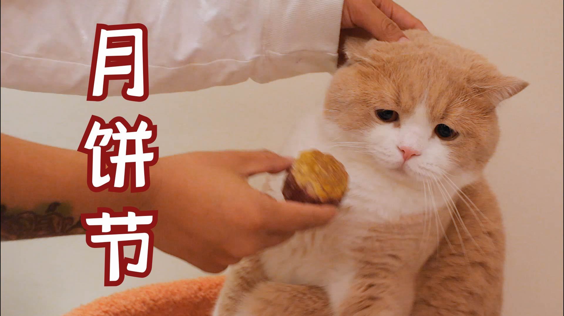 宠物月饼教程!今天的我是美食up主!但橘猫好像不太领情的亚子?